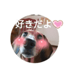 かわいいわんこ達♥（個別スタンプ：15）