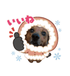 かわいいわんこ達♥（個別スタンプ：16）