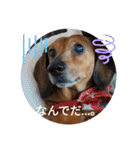 かわいいわんこ達♥（個別スタンプ：17）