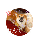 かわいいわんこ達♥（個別スタンプ：20）