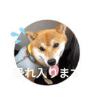 かわいいわんこ達♥（個別スタンプ：22）
