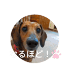 かわいいわんこ達♥（個別スタンプ：23）