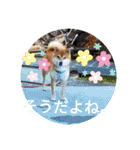 かわいいわんこ達♥（個別スタンプ：24）