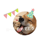 かわいいわんこ達♥（個別スタンプ：27）