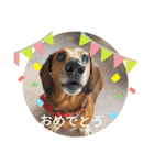 かわいいわんこ達♥（個別スタンプ：28）