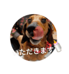 かわいいわんこ達♥（個別スタンプ：29）