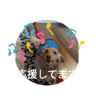かわいいわんこ達♥（個別スタンプ：30）
