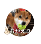 かわいいわんこ達♥（個別スタンプ：31）