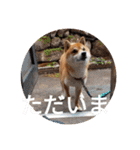 かわいいわんこ達♥（個別スタンプ：32）