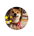 かわいいわんこ達♥（個別スタンプ：33）