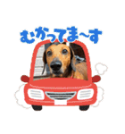 かわいいわんこ達♥（個別スタンプ：35）