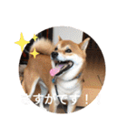 かわいいわんこ達♥（個別スタンプ：36）