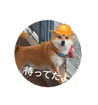 かわいいわんこ達♥（個別スタンプ：37）