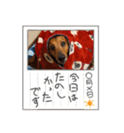 かわいいわんこ達♥（個別スタンプ：38）