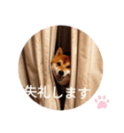 かわいいわんこ達♥（個別スタンプ：39）