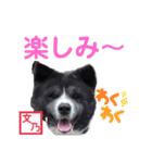 秋田犬 文乃（個別スタンプ：33）