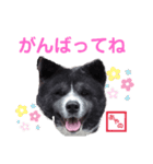 秋田犬 文乃（個別スタンプ：37）