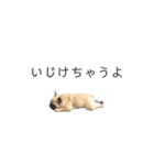 フレブルバニラファミリー①（個別スタンプ：33）