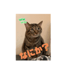 我が家のニャンズ達4（個別スタンプ：1）