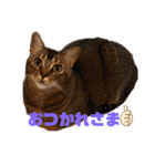 我が家のニャンズ達4（個別スタンプ：6）
