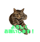 我が家のニャンズ達4（個別スタンプ：7）