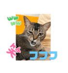 我が家のニャンズ達4（個別スタンプ：20）