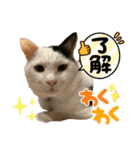 我が家のニャンズ達4（個別スタンプ：24）