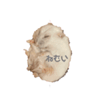 浜田少将（個別スタンプ：1）