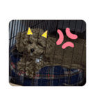 ちゃちゃ丸diary（個別スタンプ：6）