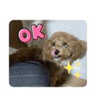 ちゃちゃ丸diary（個別スタンプ：8）