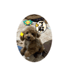 ちゃちゃ丸diary（個別スタンプ：9）
