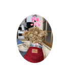 ちゃちゃ丸diary（個別スタンプ：13）