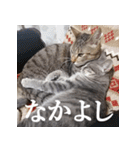 プリチー小梅（個別スタンプ：11）