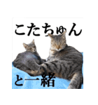 プリチー小梅（個別スタンプ：15）