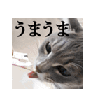 プリチー小梅（個別スタンプ：18）