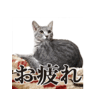 プリチー小梅（個別スタンプ：19）
