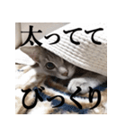 プリチー小梅（個別スタンプ：30）