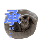 分割する意味がないと思った猫（個別スタンプ：1）