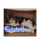 分割する意味がないと思った猫（個別スタンプ：2）