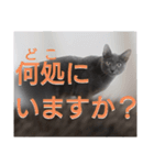 分割する意味がないと思った猫（個別スタンプ：3）