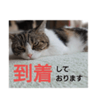 分割する意味がないと思った猫（個別スタンプ：4）