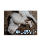 分割する意味がないと思った猫（個別スタンプ：5）