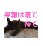 分割する意味がないと思った猫（個別スタンプ：6）
