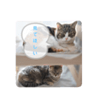 分割する意味がないと思った猫（個別スタンプ：8）