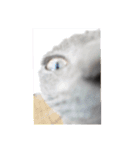 分割する意味がないと思った猫（個別スタンプ：10）