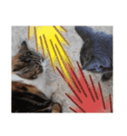 分割する意味がないと思った猫（個別スタンプ：12）
