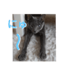 分割する意味がないと思った猫（個別スタンプ：13）