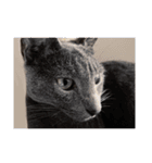 分割する意味がないと思った猫（個別スタンプ：14）