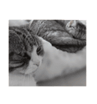 分割する意味がないと思った猫（個別スタンプ：16）