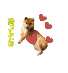 柴犬 ハンサムボーイ 龍王のスタンプ（個別スタンプ：1）